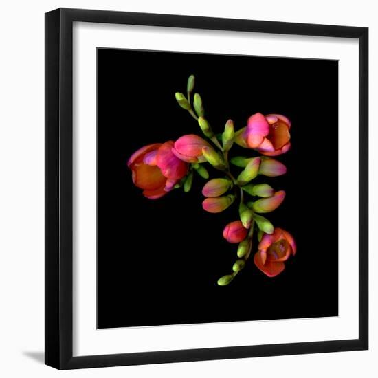 freesia-Magda Indigo-Framed Photographic Print