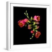 freesia-Magda Indigo-Framed Photographic Print