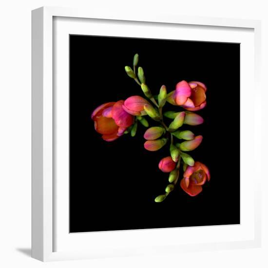 freesia-Magda Indigo-Framed Photographic Print