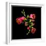 freesia-Magda Indigo-Framed Photographic Print