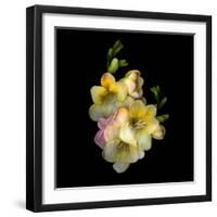 Freesia-Magda Indigo-Framed Photographic Print