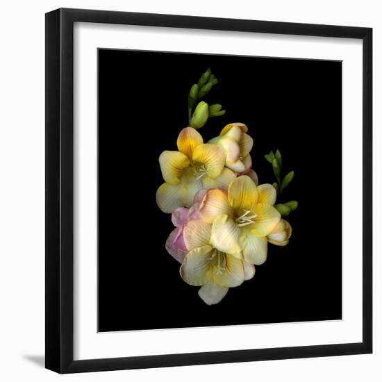 Freesia-Magda Indigo-Framed Photographic Print