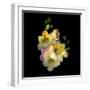 Freesia-Magda Indigo-Framed Photographic Print