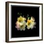 freesia-Magda Indigo-Framed Photographic Print