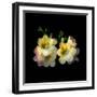 freesia-Magda Indigo-Framed Photographic Print