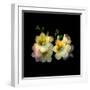 freesia-Magda Indigo-Framed Photographic Print