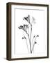 Freesia-Albert Koetsier-Framed Art Print