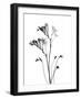 Freesia-Albert Koetsier-Framed Art Print