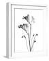 Freesia-Albert Koetsier-Framed Art Print