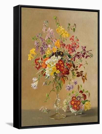 Freesias and Primroses-Albert Williams-Framed Stretched Canvas