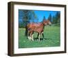 Freiberger mare with foal-null-Framed Art Print