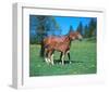 Freiberger mare with foal-null-Framed Art Print