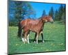 Freiberger mare with foal-null-Mounted Art Print