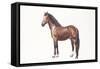 Freiberger or Franches Montagnes Horse (Equus Caballus)-null-Framed Stretched Canvas