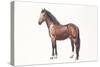 Freiberger or Franches Montagnes Horse (Equus Caballus)-null-Stretched Canvas