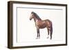 Freiberger or Franches Montagnes Horse (Equus Caballus)-null-Framed Giclee Print