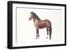 Freiberger or Franches Montagnes Horse (Equus Caballus)-null-Framed Giclee Print