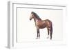 Freiberger or Franches Montagnes Horse (Equus Caballus)-null-Framed Giclee Print