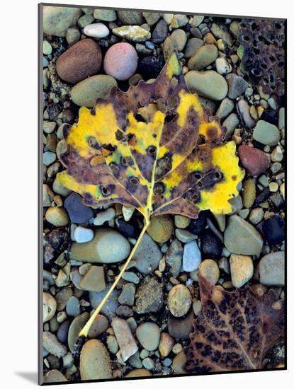 Fremont Cottonwoods, Zion National Park, Utah, USA-Scott T. Smith-Mounted Photographic Print