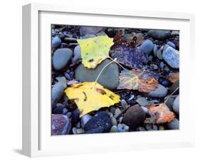 Fremont Cottonwoods, Zion National Park, Utah, USA-Scott T. Smith-Framed Photographic Print