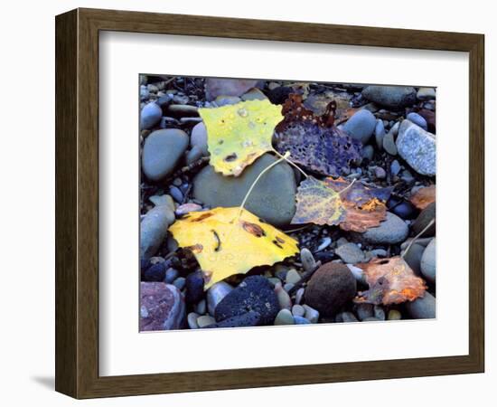 Fremont Cottonwoods, Zion National Park, Utah, USA-Scott T. Smith-Framed Photographic Print