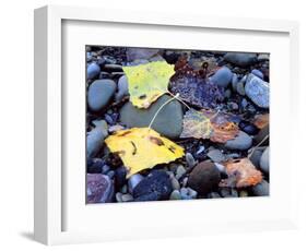 Fremont Cottonwoods, Zion National Park, Utah, USA-Scott T. Smith-Framed Photographic Print