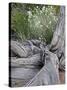 Fremont's Peppergrass (Lepidium Fremontii) Behind a Weathered Juniper Trunk, Arches Nat. Park, Utah-James Hager-Stretched Canvas