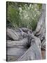 Fremont's Peppergrass (Lepidium Fremontii) Behind a Weathered Juniper Trunk, Arches Nat. Park, Utah-James Hager-Stretched Canvas