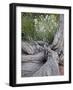 Fremont's Peppergrass (Lepidium Fremontii) Behind a Weathered Juniper Trunk, Arches Nat. Park, Utah-James Hager-Framed Photographic Print