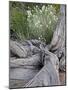 Fremont's Peppergrass (Lepidium Fremontii) Behind a Weathered Juniper Trunk, Arches Nat. Park, Utah-James Hager-Mounted Photographic Print