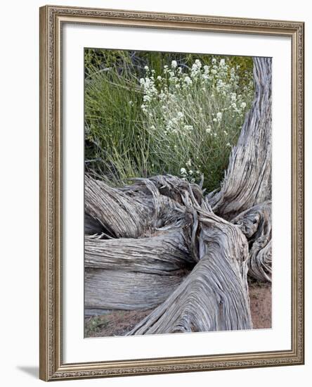 Fremont's Peppergrass (Lepidium Fremontii) Behind a Weathered Juniper Trunk, Arches Nat. Park, Utah-James Hager-Framed Photographic Print