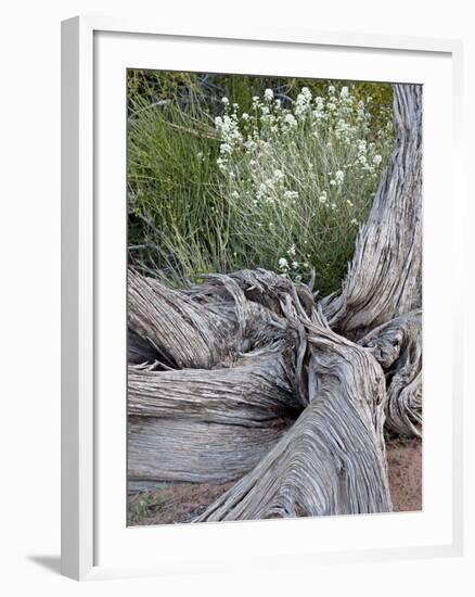 Fremont's Peppergrass (Lepidium Fremontii) Behind a Weathered Juniper Trunk, Arches Nat. Park, Utah-James Hager-Framed Photographic Print