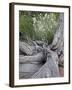 Fremont's Peppergrass (Lepidium Fremontii) Behind a Weathered Juniper Trunk, Arches Nat. Park, Utah-James Hager-Framed Photographic Print