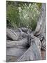 Fremont's Peppergrass (Lepidium Fremontii) Behind a Weathered Juniper Trunk, Arches Nat. Park, Utah-James Hager-Mounted Photographic Print