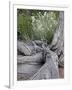 Fremont's Peppergrass (Lepidium Fremontii) Behind a Weathered Juniper Trunk, Arches Nat. Park, Utah-James Hager-Framed Photographic Print