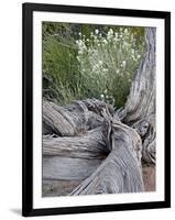 Fremont's Peppergrass (Lepidium Fremontii) Behind a Weathered Juniper Trunk, Arches Nat. Park, Utah-James Hager-Framed Photographic Print