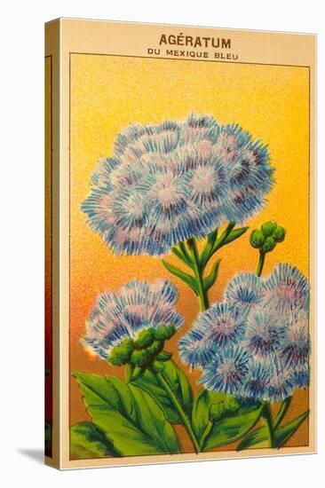 French Ageratum Seed Packet-null-Stretched Canvas