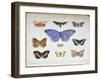 French and Foreign Butterflies-Madame Feraud-Framed Giclee Print