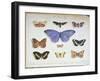 French and Foreign Butterflies-Madame Feraud-Framed Giclee Print