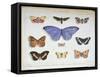 French and Foreign Butterflies-Madame Feraud-Framed Stretched Canvas