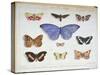 French and Foreign Butterflies-Madame Feraud-Stretched Canvas