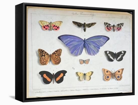 French and Foreign Butterflies-Madame Feraud-Framed Stretched Canvas