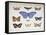 French and Foreign Butterflies-Madame Feraud-Framed Stretched Canvas