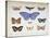 French and Foreign Butterflies-Madame Feraud-Stretched Canvas