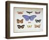 French and Foreign Butterflies-Madame Feraud-Framed Giclee Print