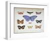 French and Foreign Butterflies-Madame Feraud-Framed Giclee Print