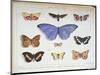 French and Foreign Butterflies-Madame Feraud-Mounted Giclee Print