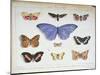 French and Foreign Butterflies-Madame Feraud-Mounted Giclee Print