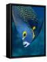 French Angelfish, Bonaire-Paul Souders-Framed Stretched Canvas
