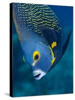 French Angelfish, Bonaire-Paul Souders-Stretched Canvas